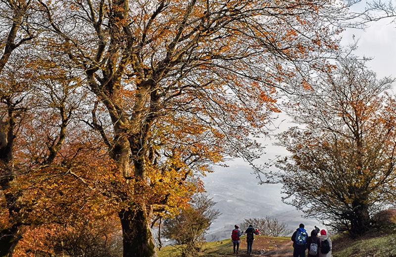 روستای نقله بر، جنگل نقله بر گیلان، نقله بر رستم آباد شمالی، جنگل نقله بر رستم آباد شمالی